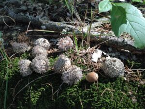 Hunting property for sale Nebraska