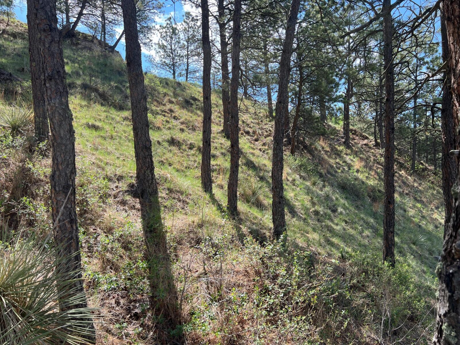 35 Whispering Pines cabin for sale Chadron, NE
