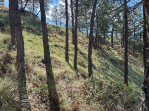 35 Whispering Pines cabin for sale Chadron, NE