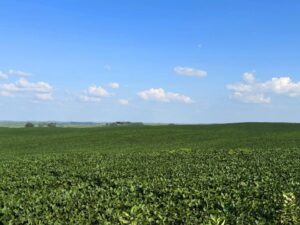 Cedar County Dryland farm for sale