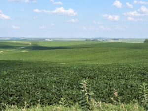 Cedar County Dryland farm for sale