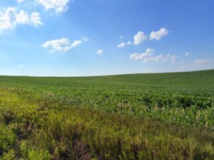 Cedar County Dryland farm for sale