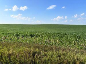Cedar County Dryland farm for sale