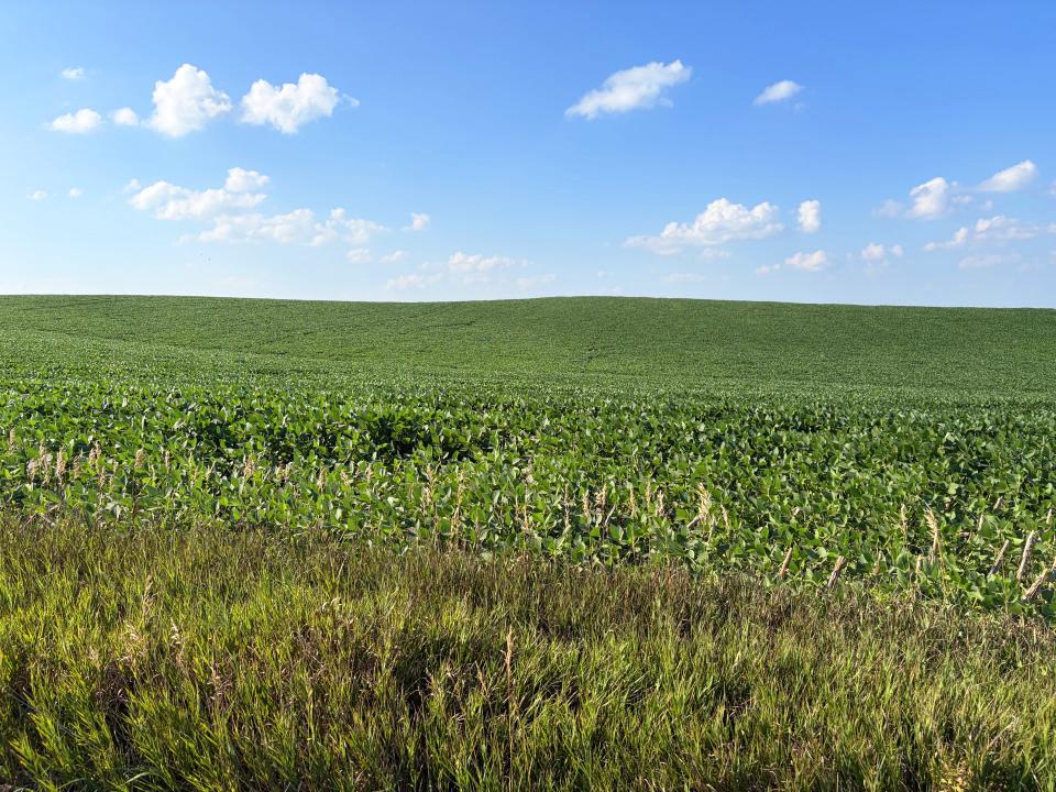 Cedar County Dryland farm for sale