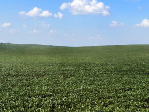 Cedar County Dryland farm for sale