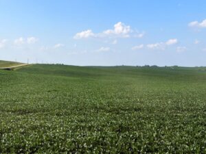 Cedar County Dryland farm for sale