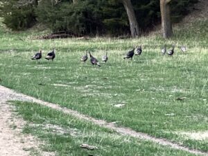 Custer County Nebraska hunting land for sale