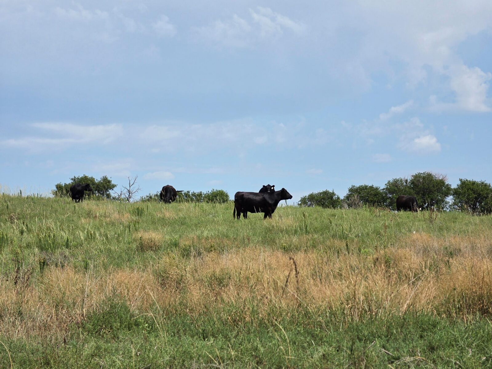 Lincoln County Nebraska ranch pasture land for sale