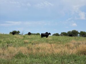 Lincoln County Nebraska ranch pasture land for sale