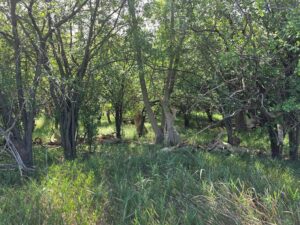Farm for sale Lincoln County, NE