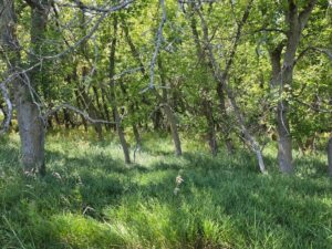 Farm for sale Lincoln County, NE