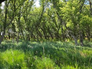 Farm for sale Lincoln County, NE