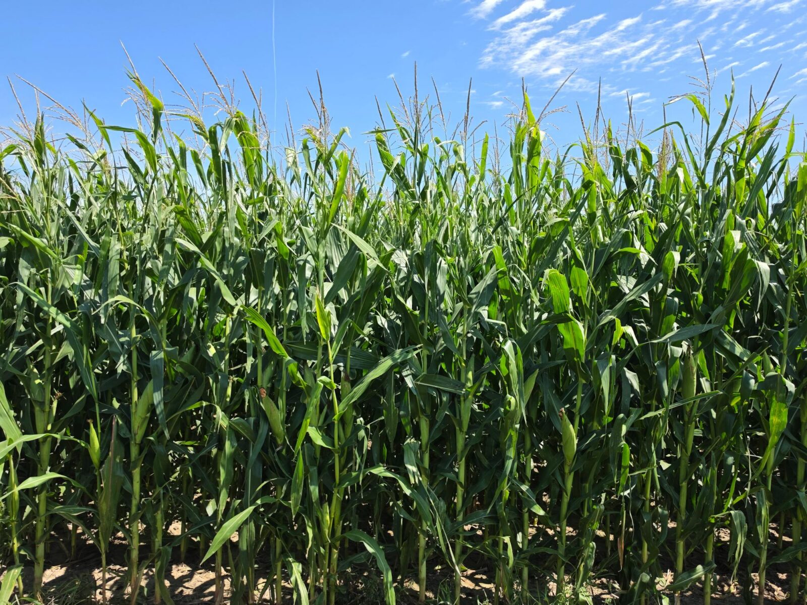 Farm for sale Lincoln County, NE