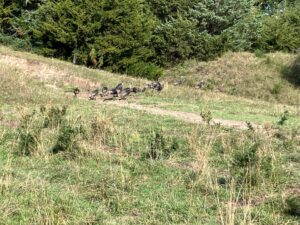 Custer County Nebraska hunting land for sale