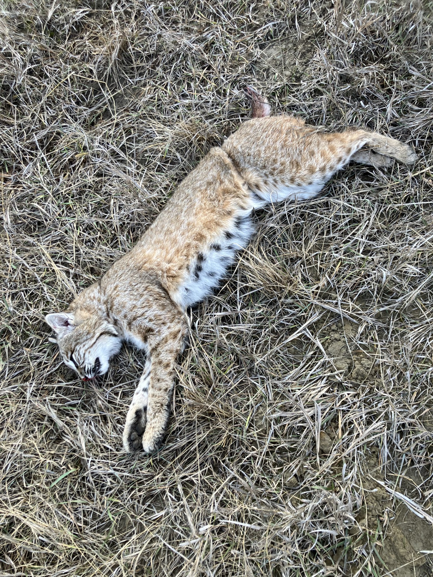 Custer County Nebraska hunting land for sale