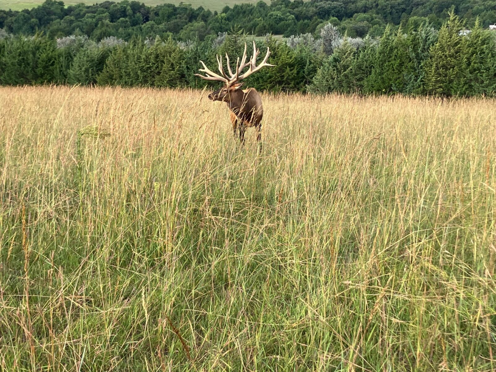 2,004 Acres, Custer County Trophy Elk Ranch
