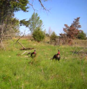 Custer County Nebraska hunting land for sale
