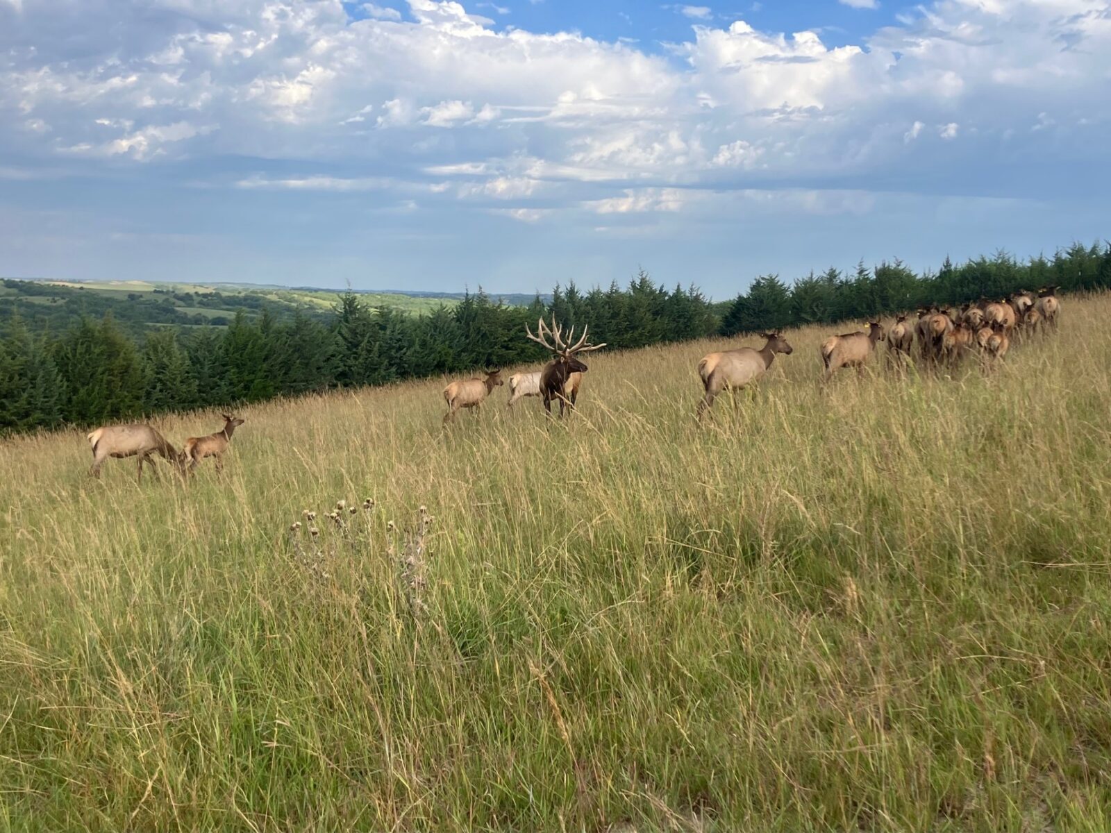 2,004 Acres, Custer County Trophy Elk Ranch