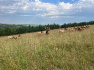 2,004 Acres, Custer County Trophy Elk Ranch