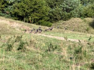 Custer County Nebraska hunting land for sale