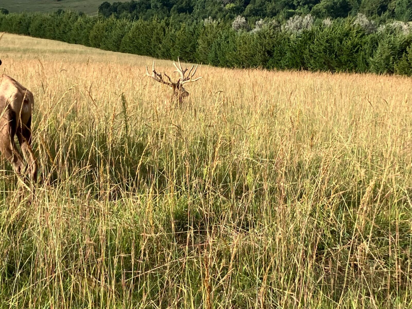 2,004 Acres, Custer County Trophy Elk Ranch