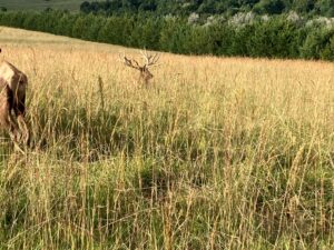 2,004 Acres, Custer County Trophy Elk Ranch