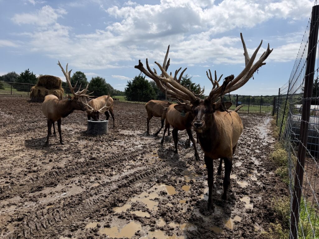Nebraska Land for Sale  