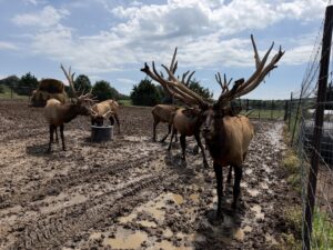 Custer County Nebraska hunting land for sale