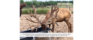 world record bull elk, custer county nebraska ranch for sale