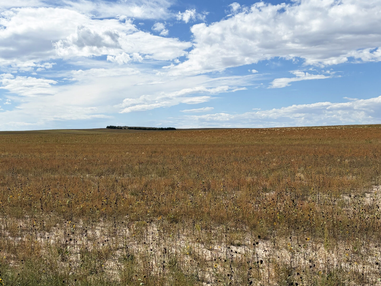 40 Acres, Kimball County Acreage