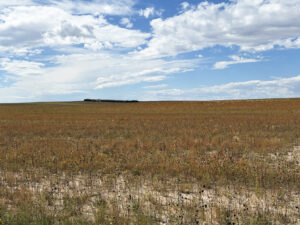 40 Acres, Kimball County Acreage
