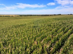 Land auction lincoln County nebraska